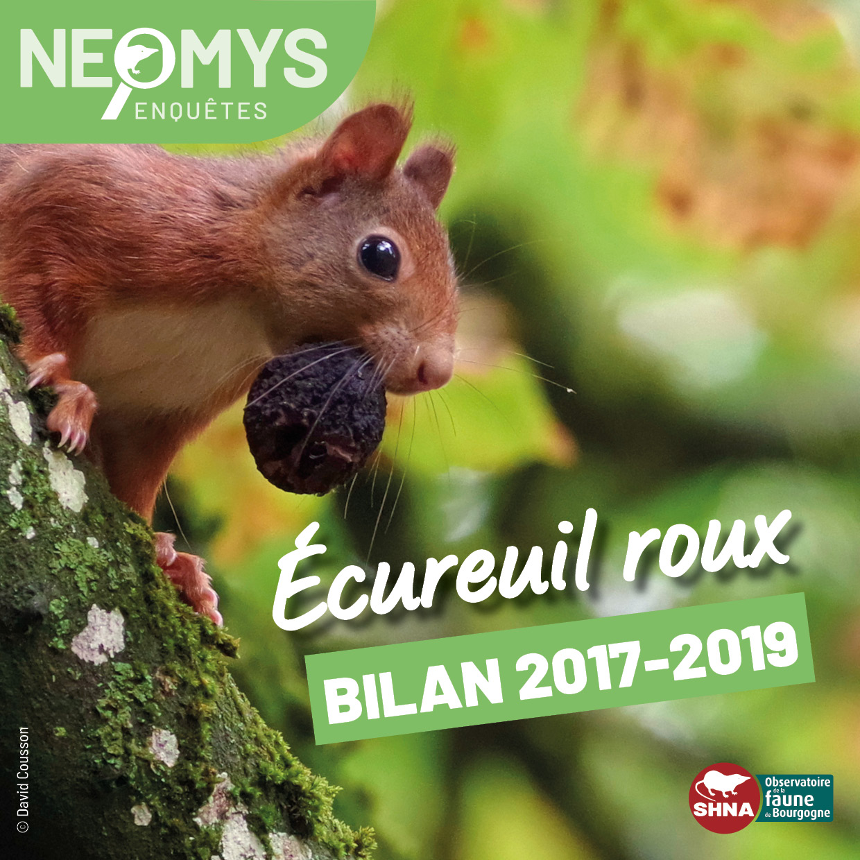 photo d'écureuil roux