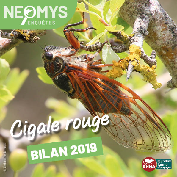 photo de cigale rouge