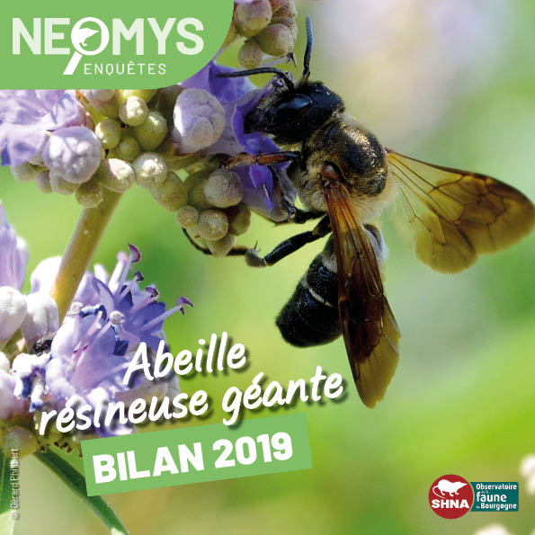 photo de abeille géante