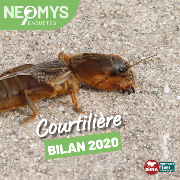 photo de courtilière