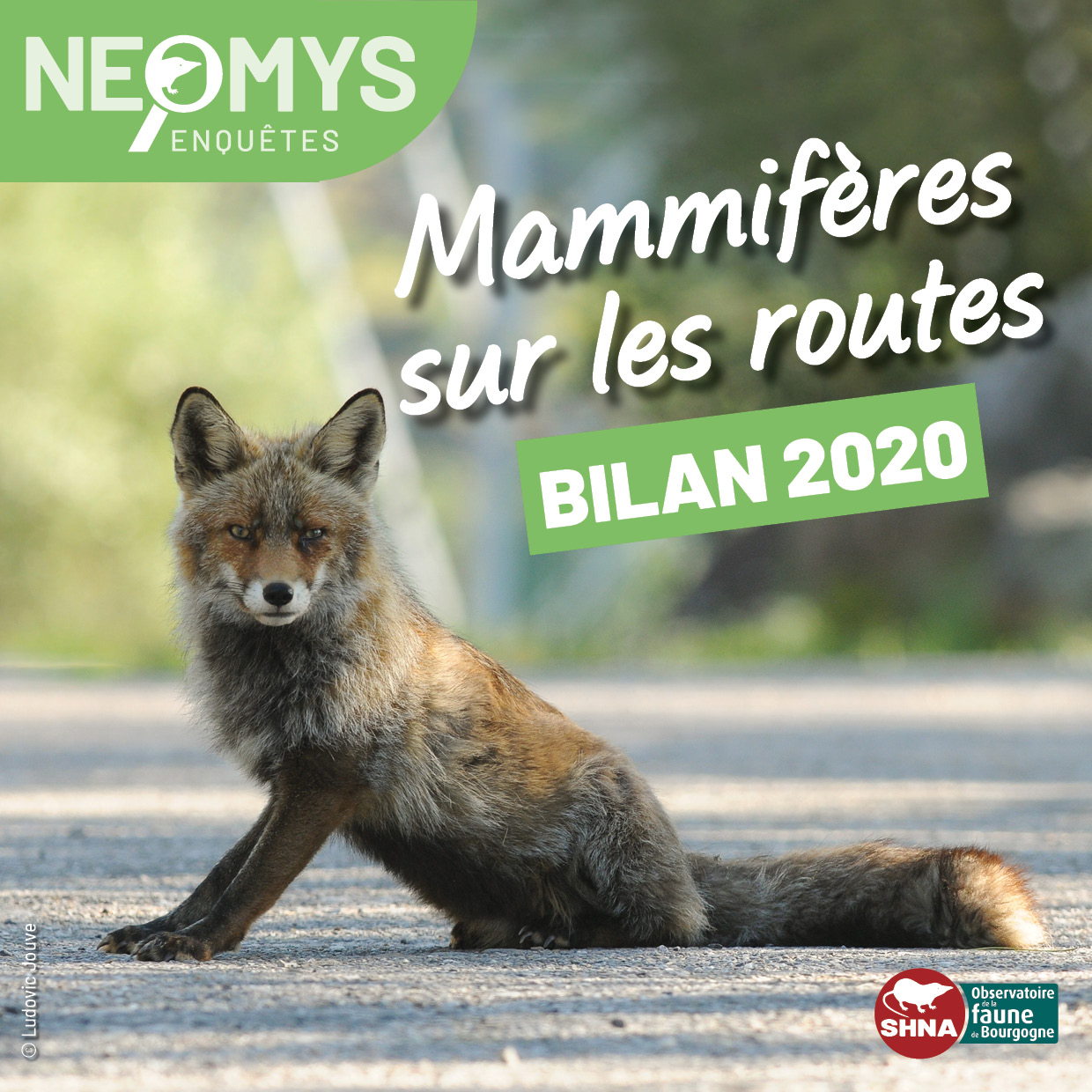 photo de renard