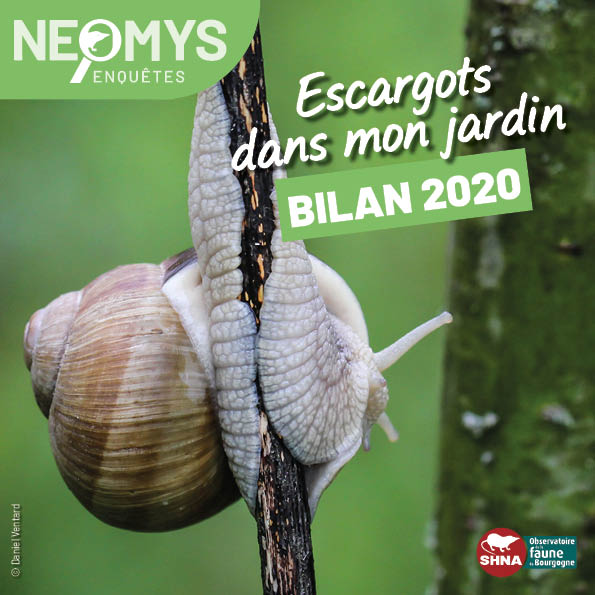 photo de escargot de Bourgogne