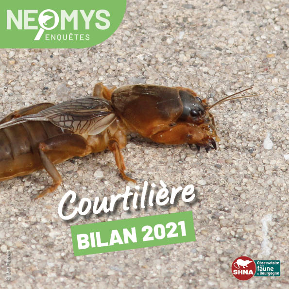 photo de courtilière