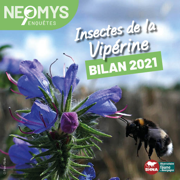 photo de bourdon sur vipérine