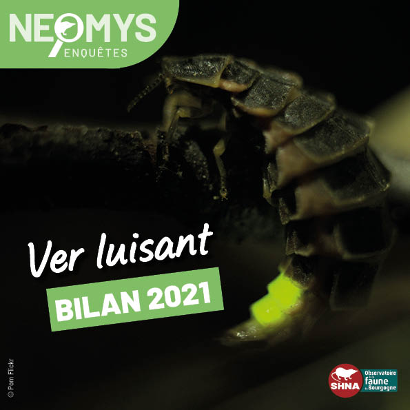 photo de ver luisant