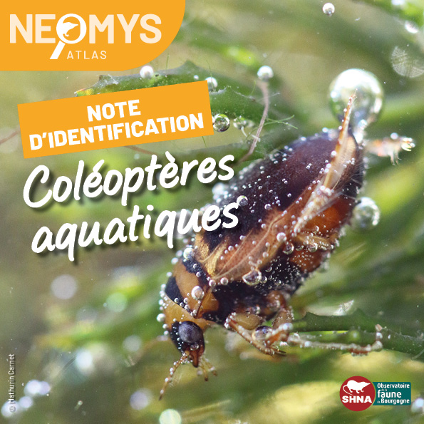 photo de coléoptère aquatique