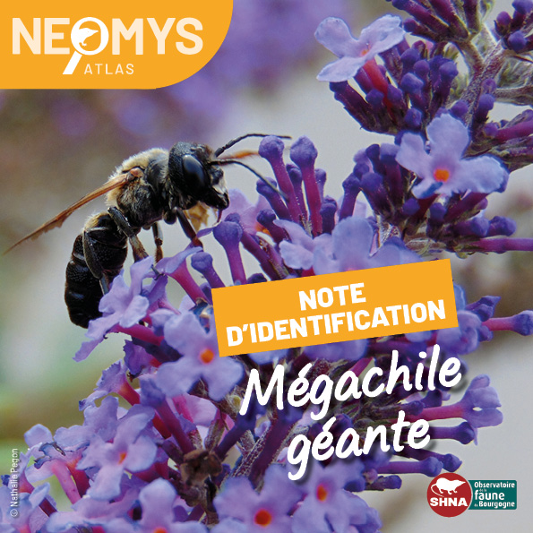 photo de Megachile