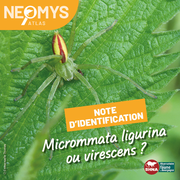 photo de micrommata