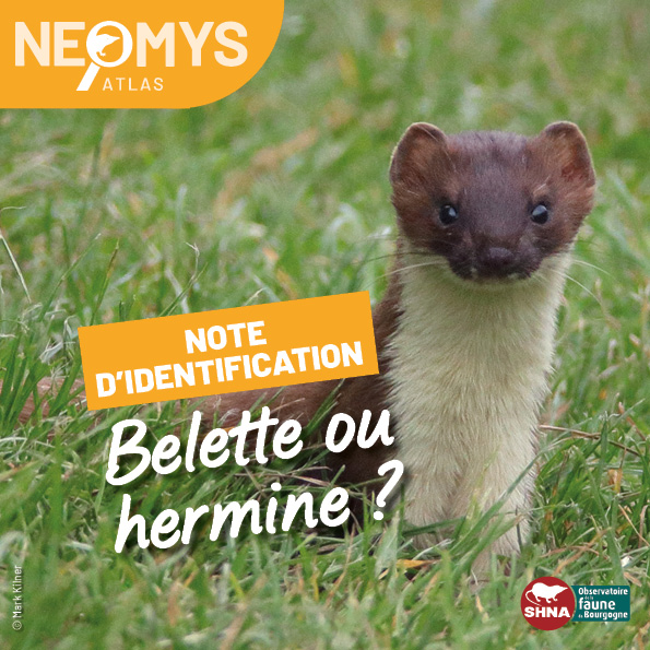 photo de mustélidé