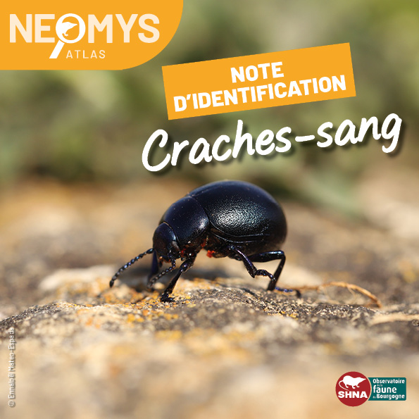 photo de crache-sang