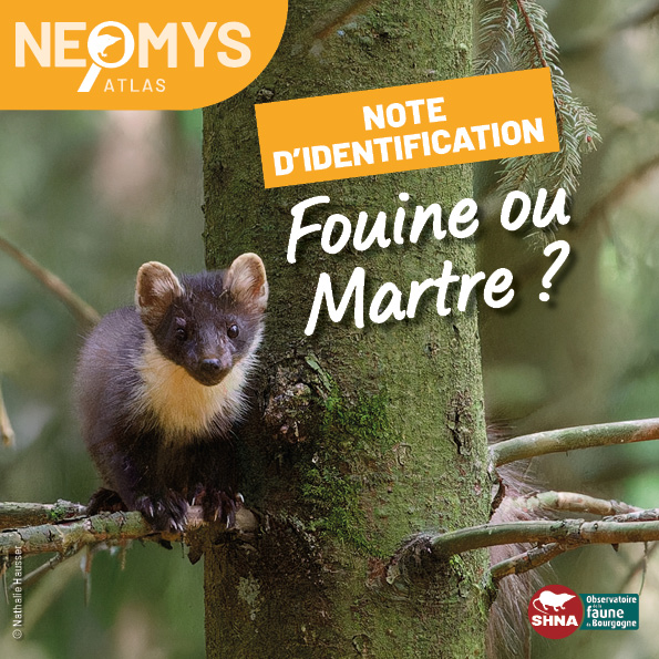 photo de mustélidé