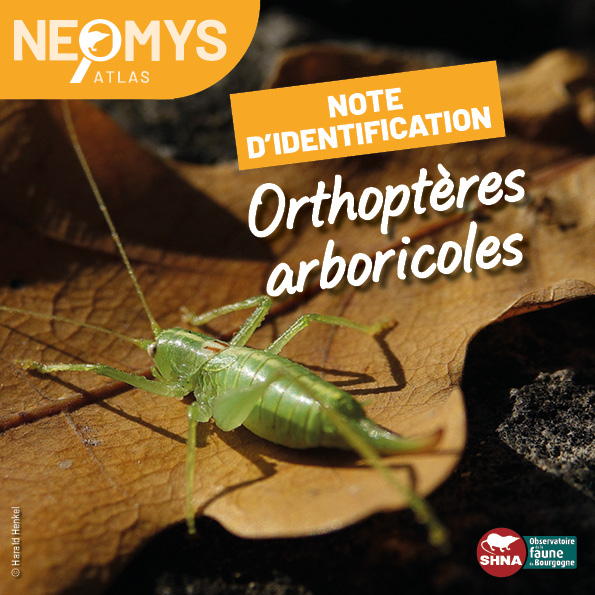 photo de orthoptère