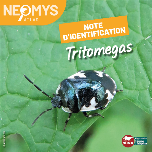 photo de tritomegas